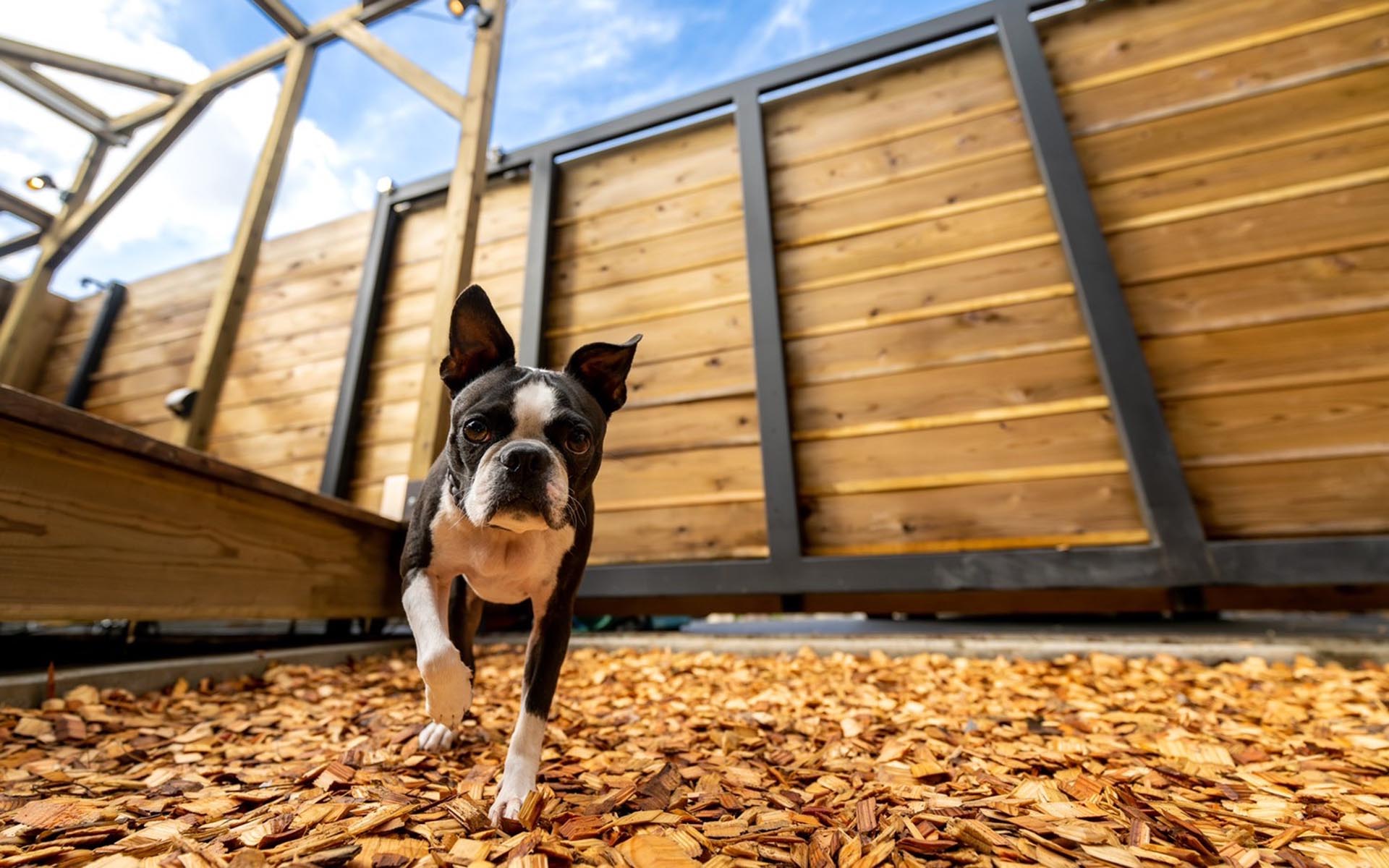 與愛犬豪華露營